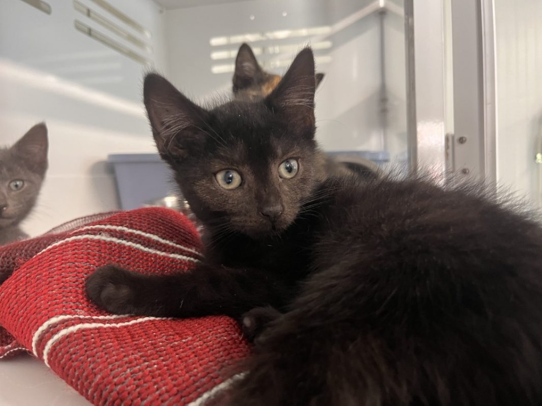 Casper - Chat Européen à adopter