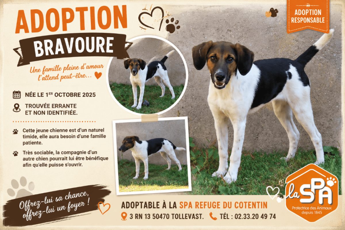 Bravoure réservé - Chien à adopter