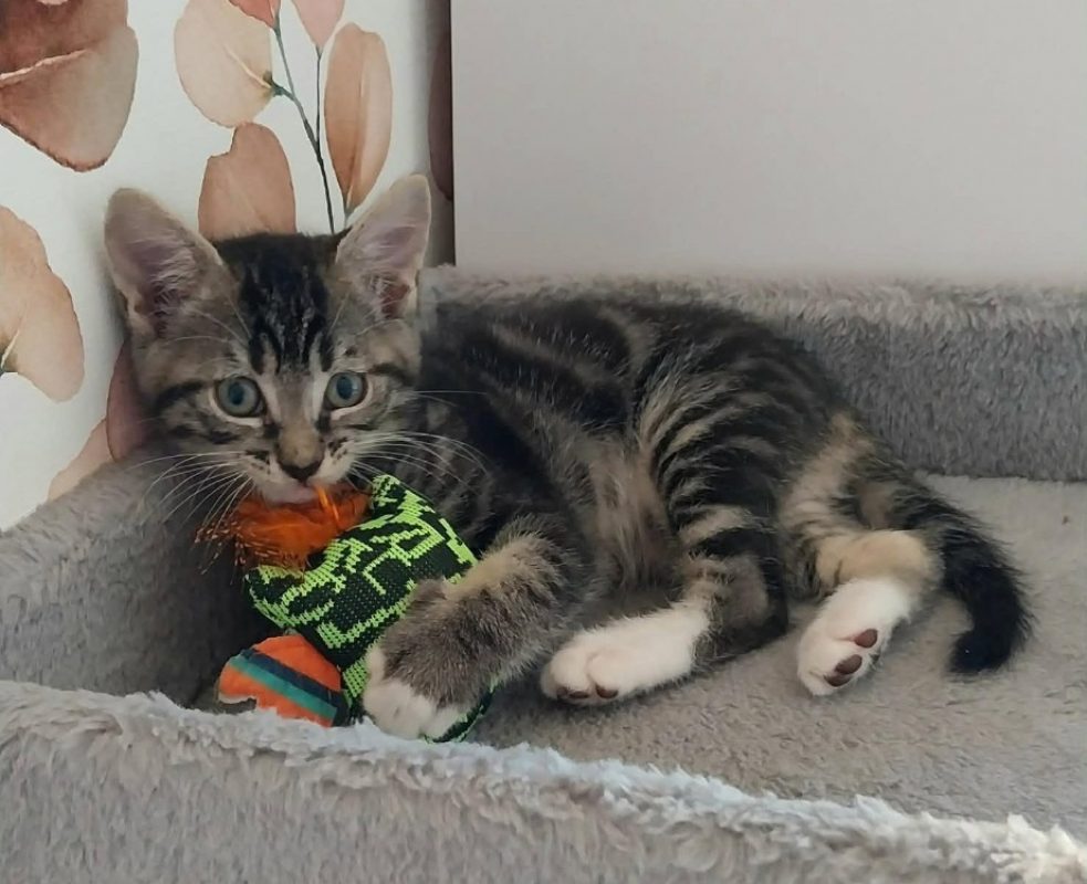 Swen - Chat Européen à adopter