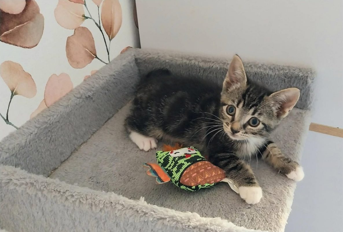 Naoki - Chat Européen à adopter