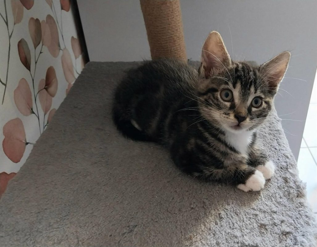 Olaf - Chat Européen à adopter