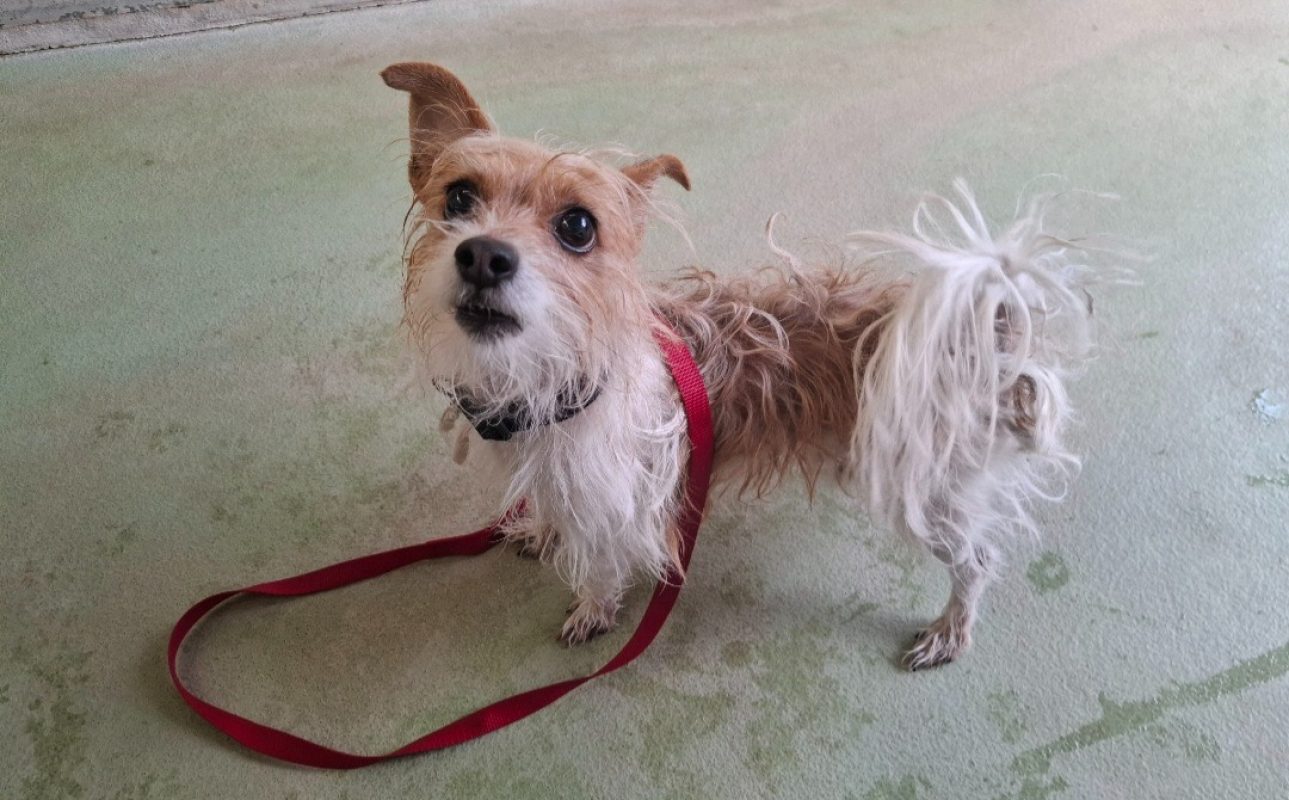 Rocky - Chien à adopter