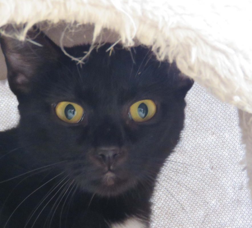 Treal - Chat Européen à adopter