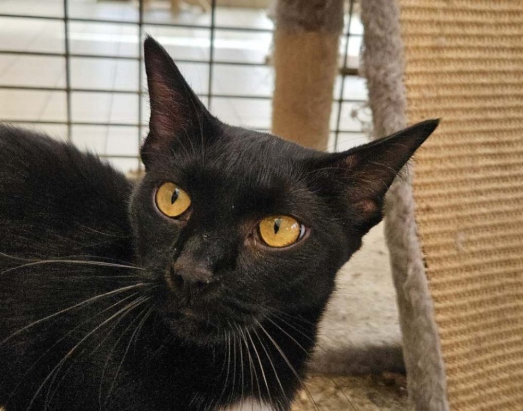 Treal - Chat Européen à adopter