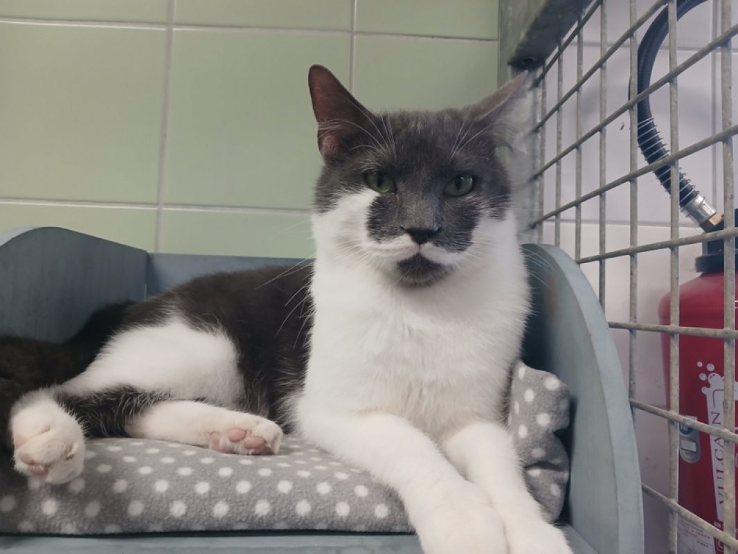 Simon - Chat Européen à adopter