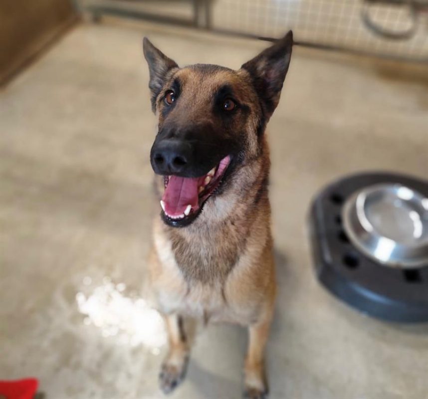 Socrate - Chien Berger Belge Malinois à adopter