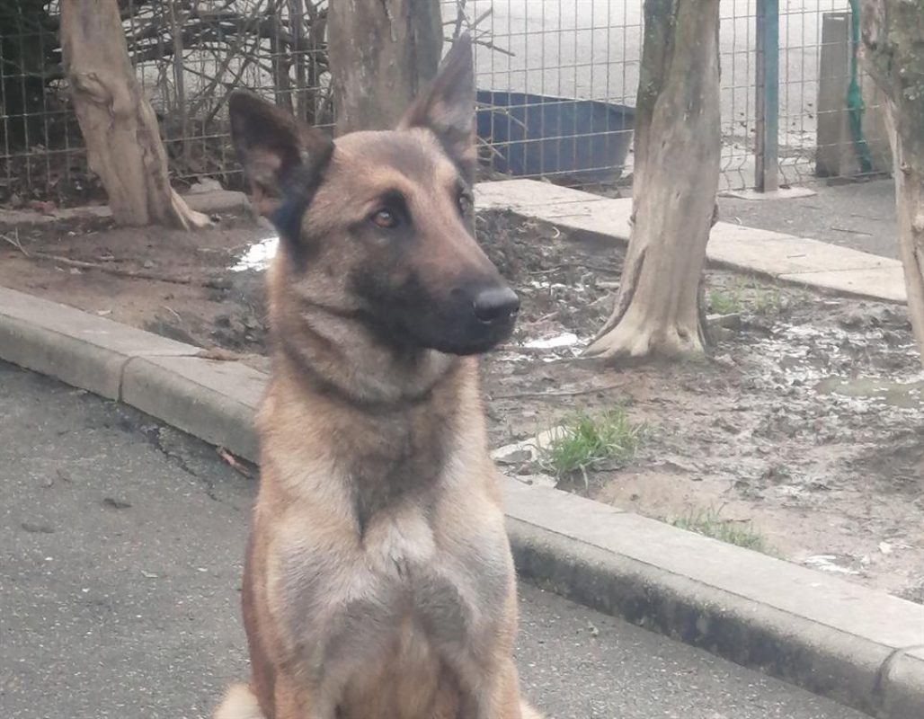 Socrate - Chien Berger Belge Malinois à adopter - photo 2
