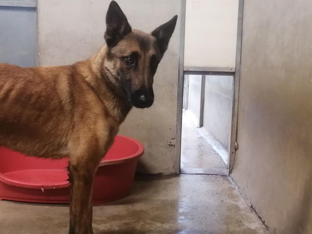 Socrate - Chien Berger Belge Malinois à adopter - photo 3