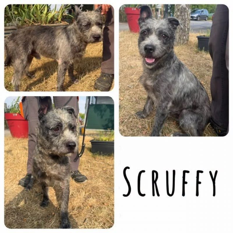 Scruffy - Chien Griffon Belge à adopter