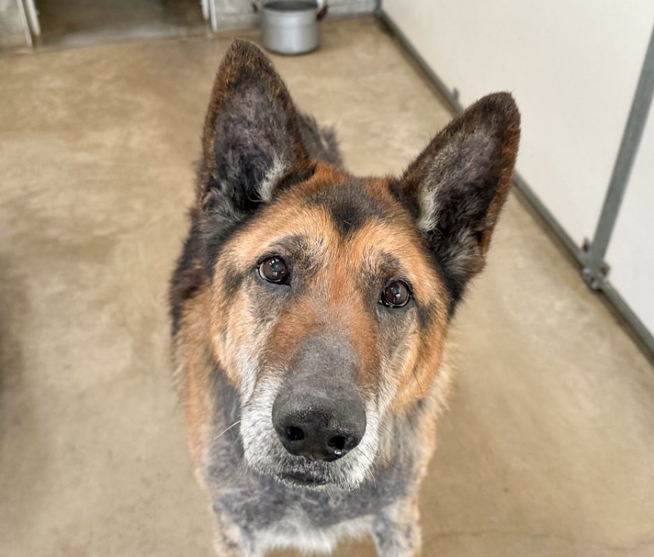 Lego - Chien Berger Allemand à adopter
