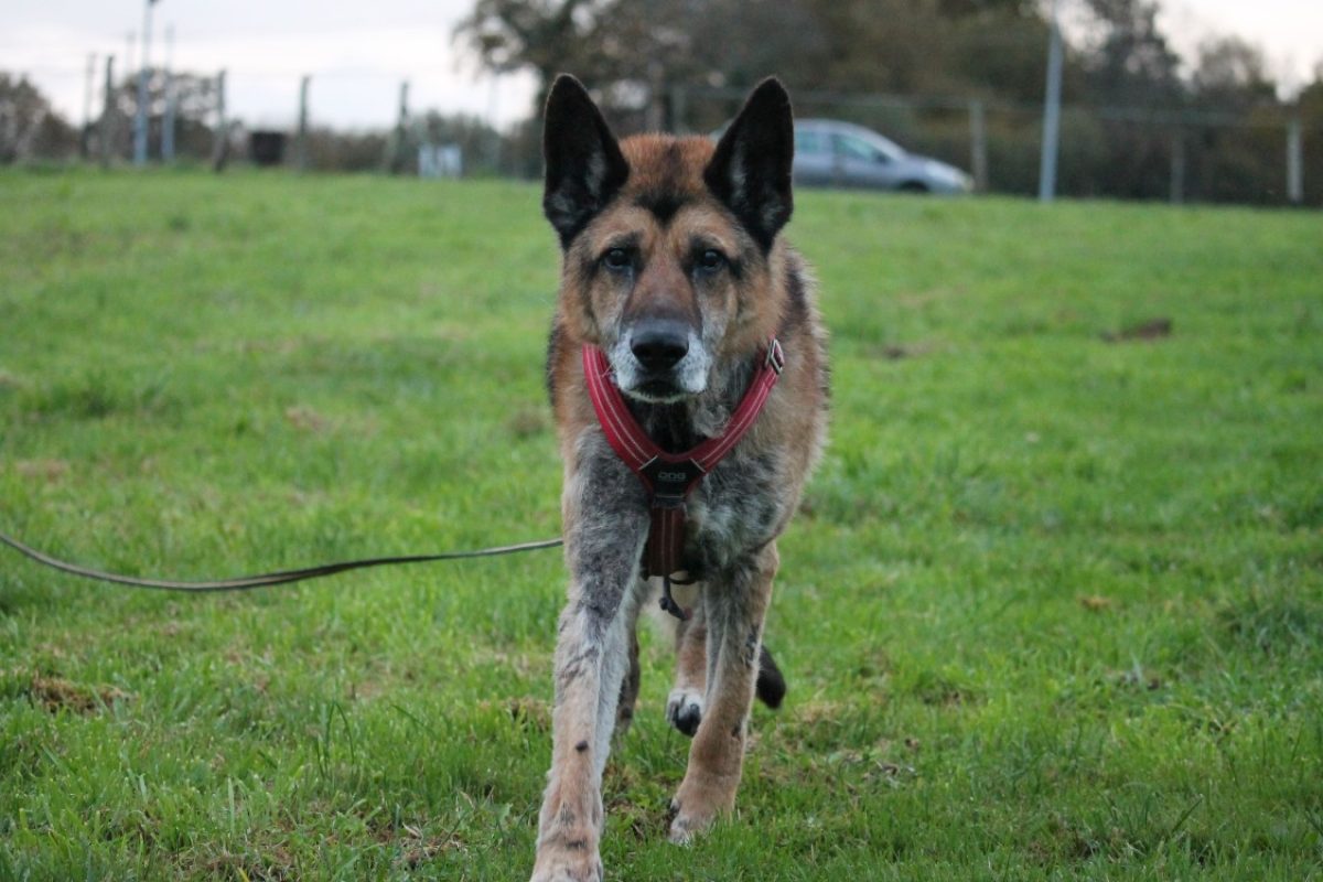 Lego - Chien Berger Allemand à adopter - photo 2