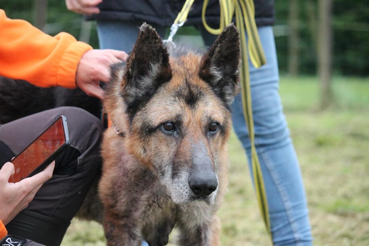 Lego - Chien Berger Allemand à adopter - photo 3