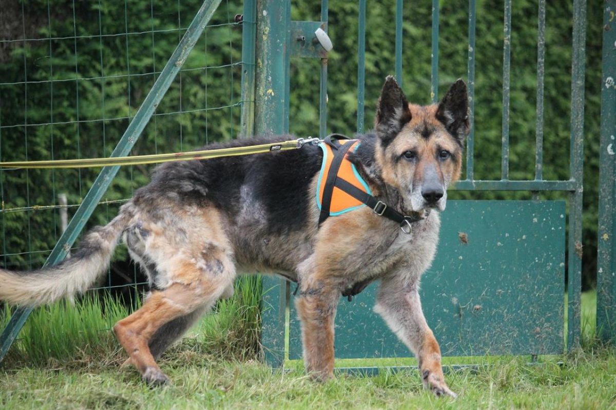 Lego - Chien Berger Allemand à adopter - photo 4
