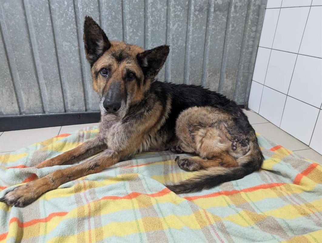 Lego - Chien Berger Allemand à adopter - photo 5