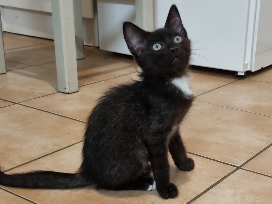 SaÏko - Chat Européen à adopter