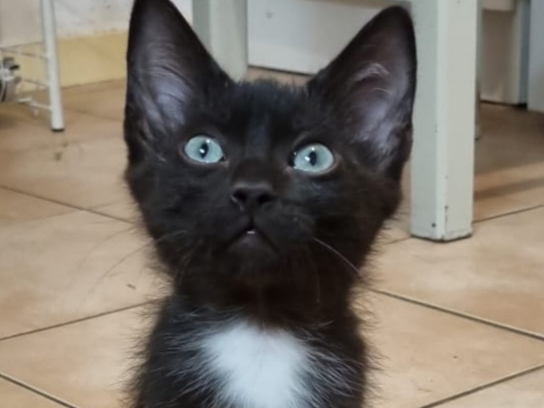 SaÏko - Chat Européen à adopter - photo 2