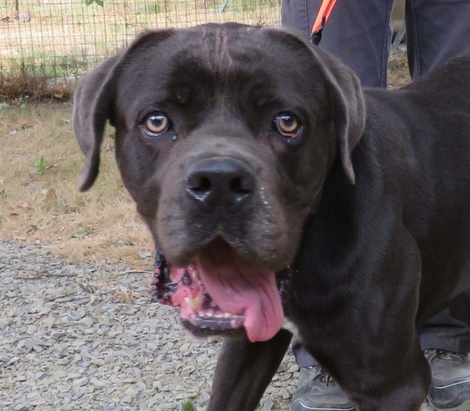 Vulcain - Chien Cane Corso à adopter