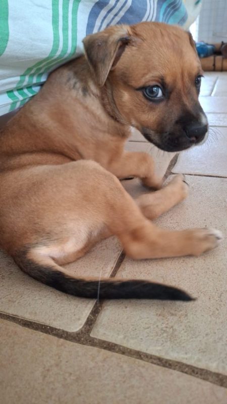 Tikos - Chien à adopter - photo 3