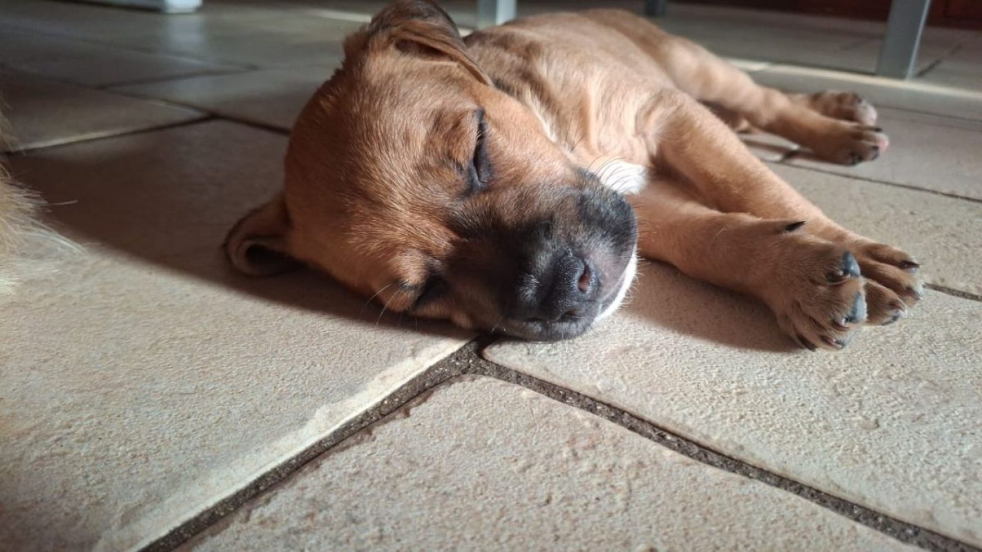 Tikos - Chien à adopter - photo 2