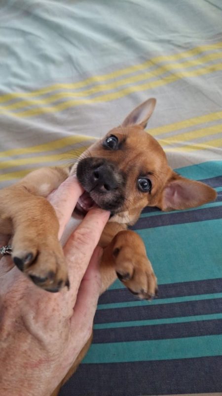 Tikos - Chien à adopter - photo 4