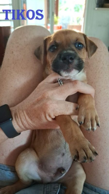 Tikos - Chien à adopter