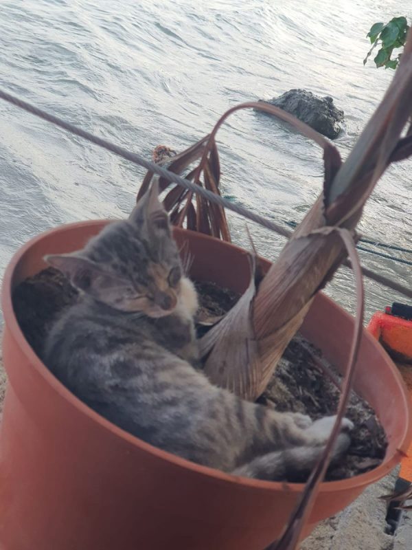 lucie - Chat à adopter