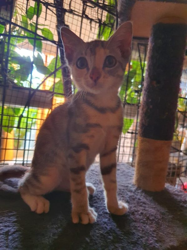 lucie - Chat à adopter - photo 4