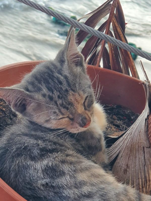 lucie - Chat à adopter - photo 2