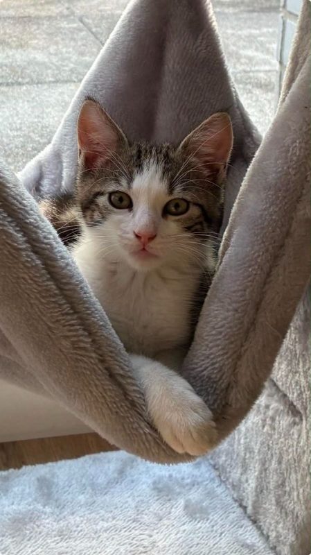 Loki - Chat Européen à adopter - photo 2
