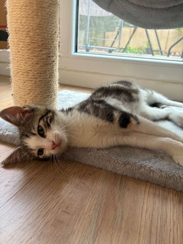 Loki - Chat Européen à adopter