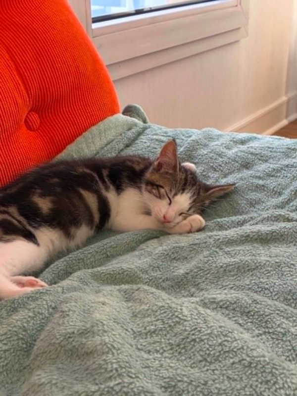 Loki - Chat Européen à adopter - photo 3