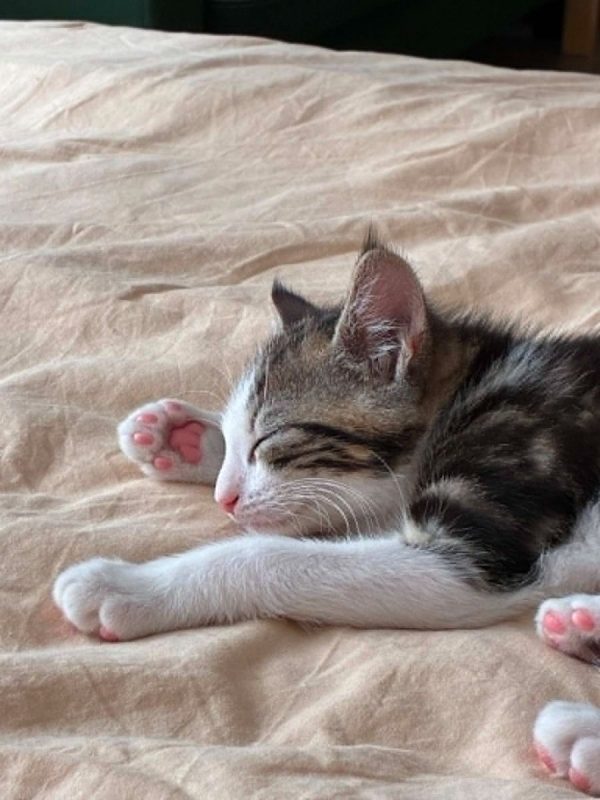 Loki - Chat Européen à adopter - photo 4