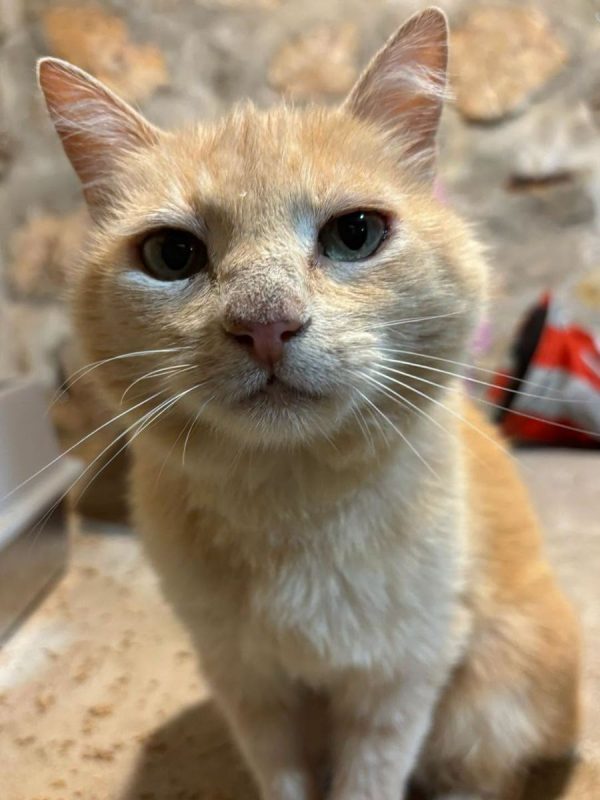 Lola - Chat à adopter - photo 3