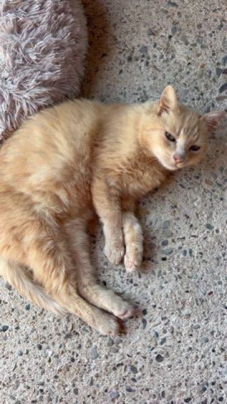 Lola - Chat à adopter - photo 2