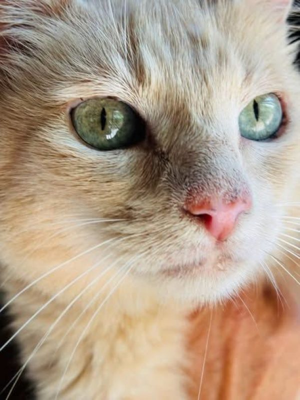 Lola - Chat à adopter