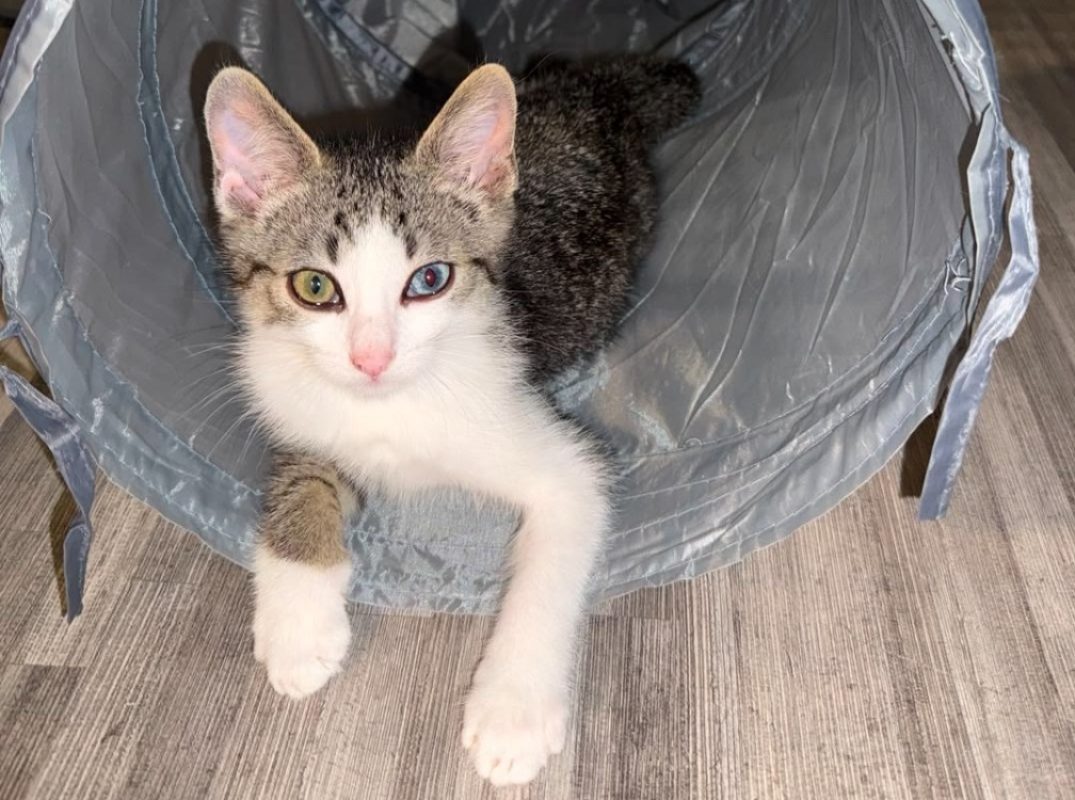 Oggy - Chat Européen à adopter