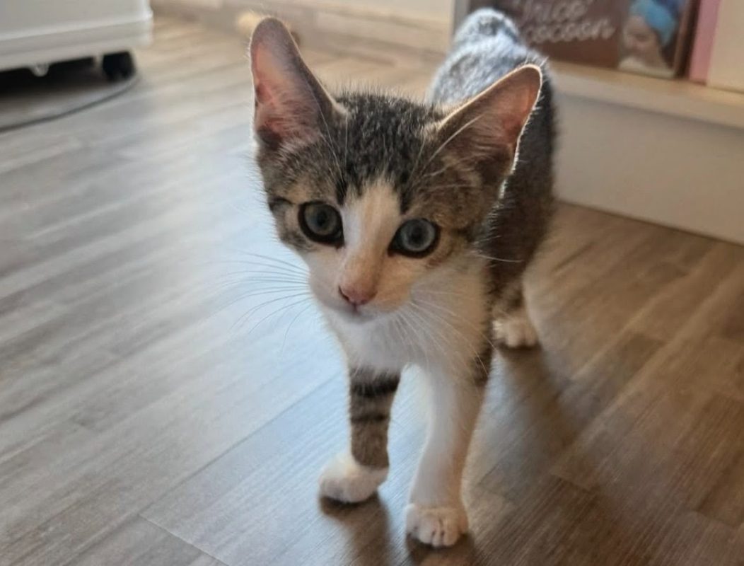 Oggy - Chat Européen à adopter - photo 2