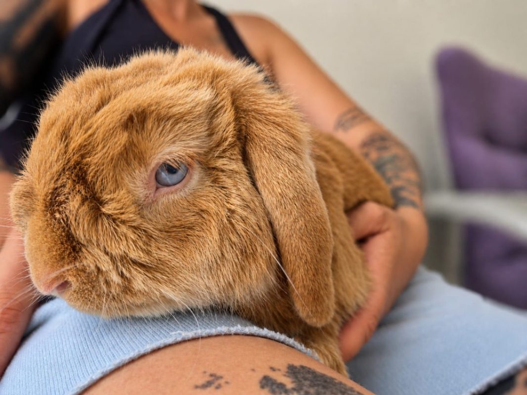 Melisse - Rongeur Lapin à adopter