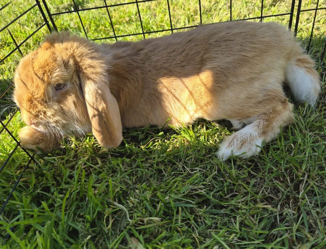 Melisse - Rongeur Lapin à adopter - photo 3