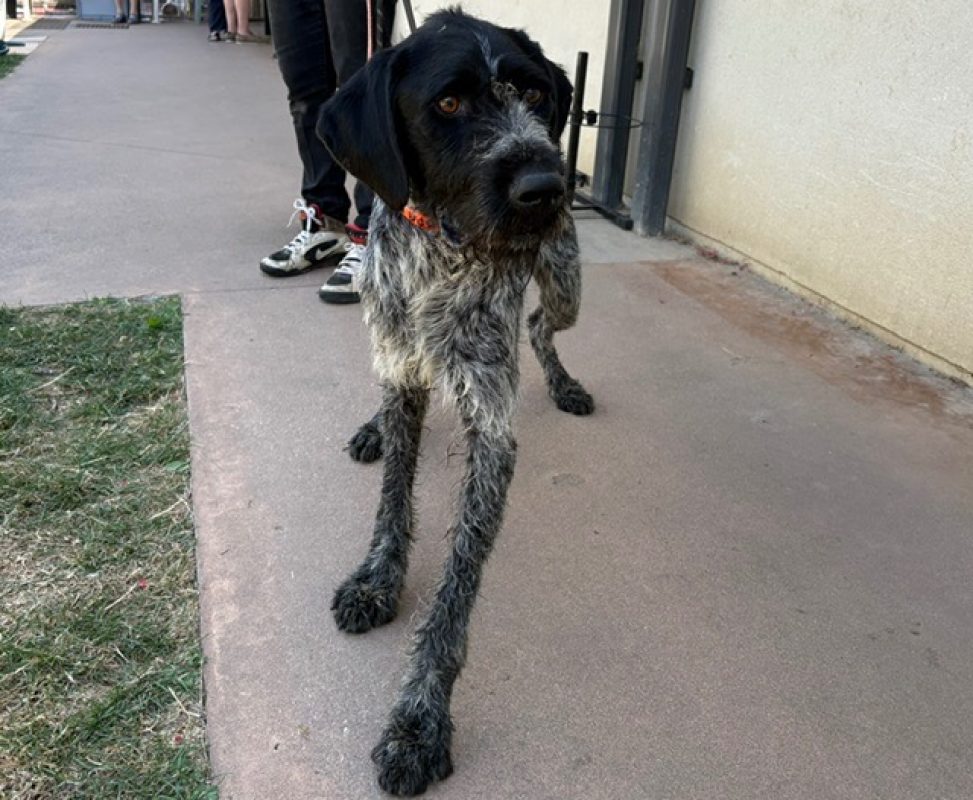 Teddy - Chien à adopter