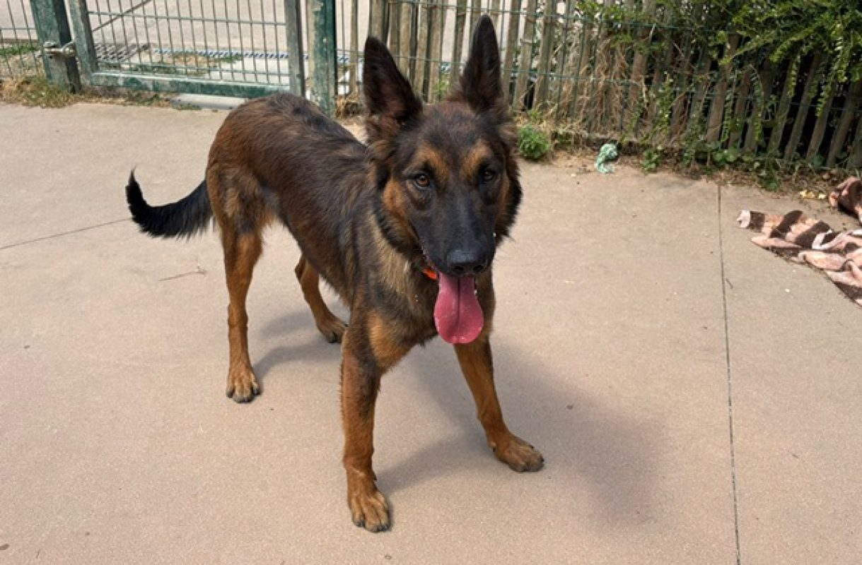 Vicky - Chien à adopter
