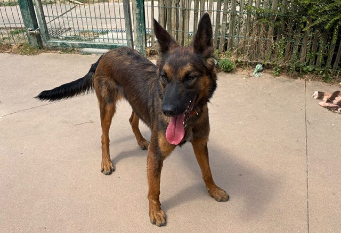 Vicky - Chien à adopter - photo 2