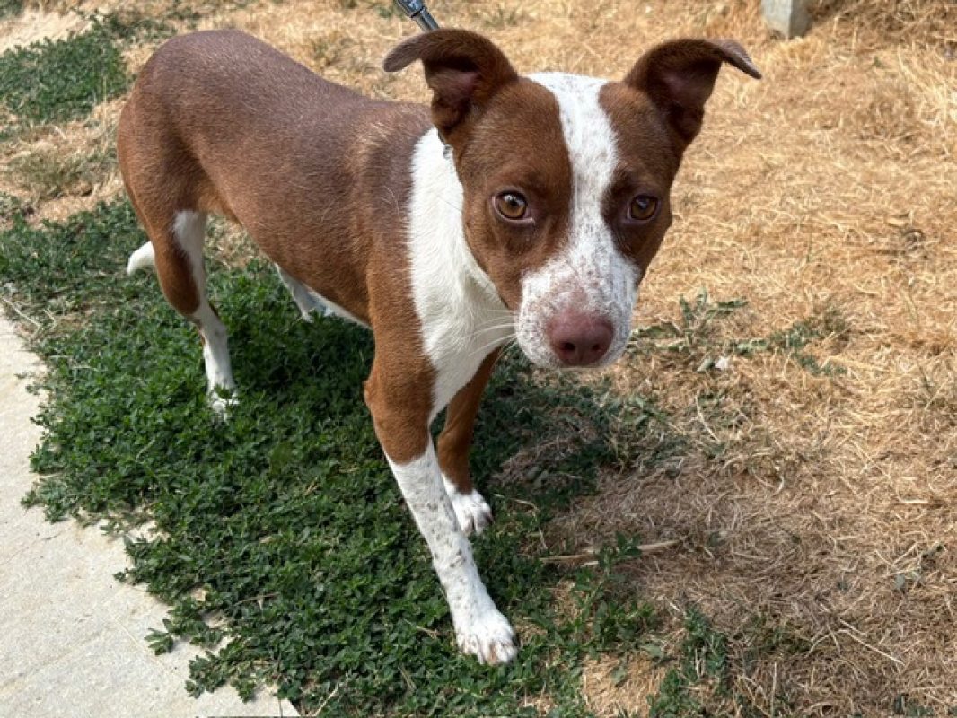 Eclipse - Chien à adopter