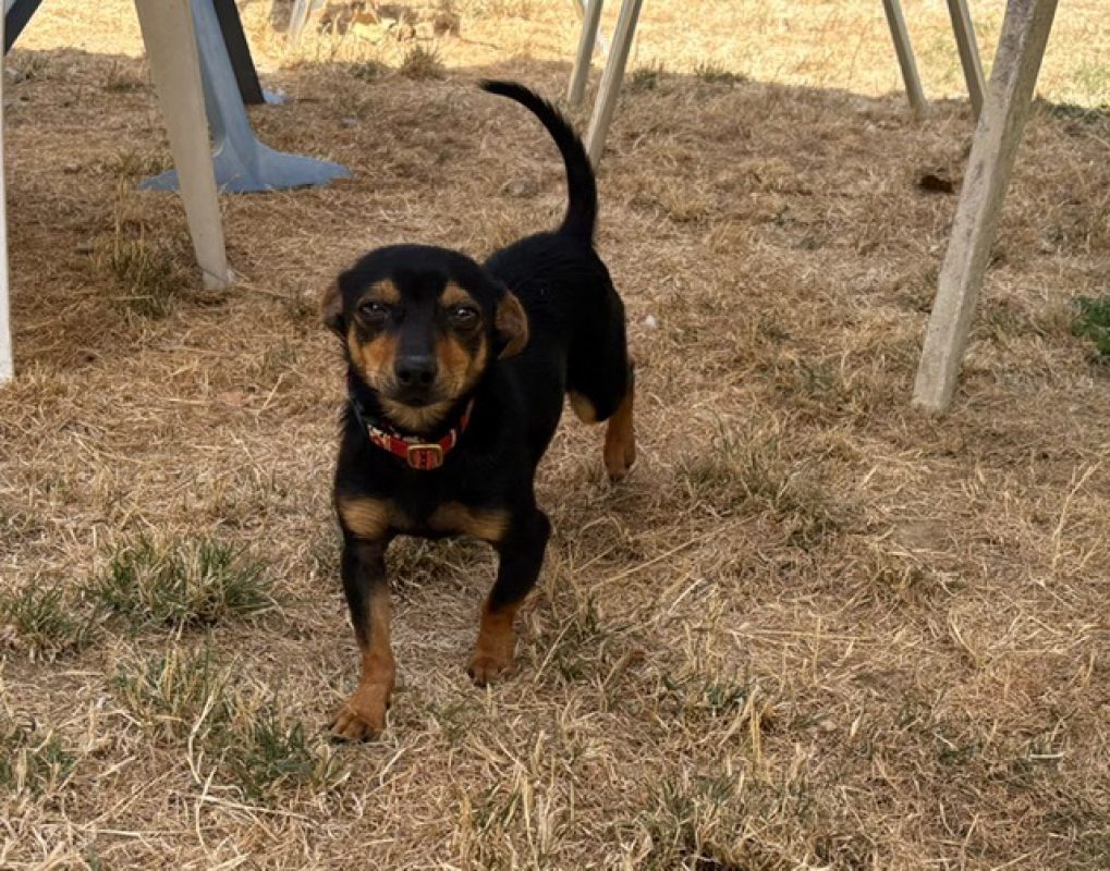 Buzz - Chien Pinscher Nain à adopter