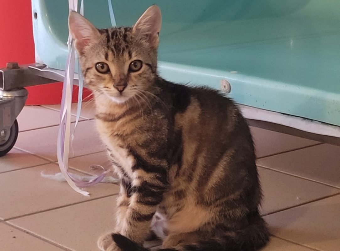 Zumi - Chat Européen à adopter