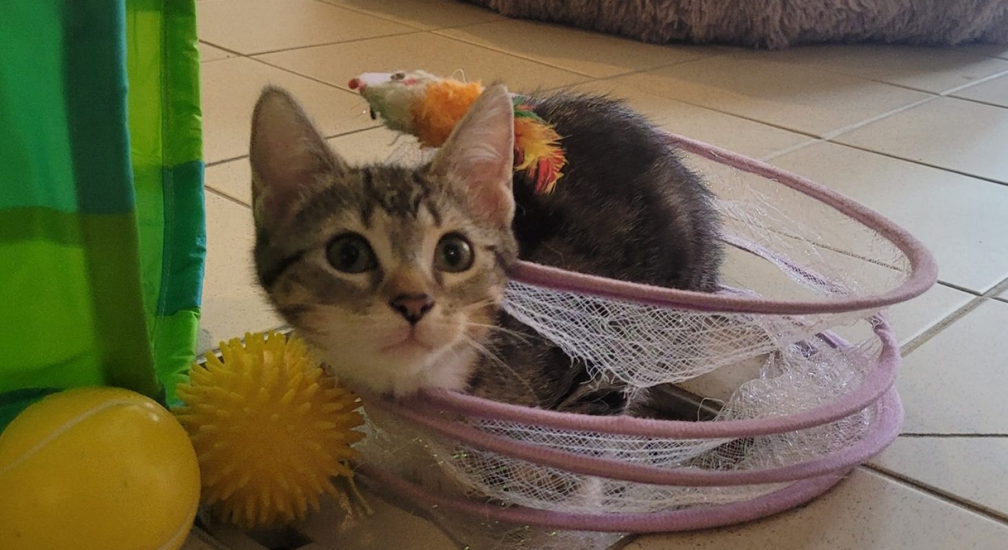 Karma - Chat Européen à adopter
