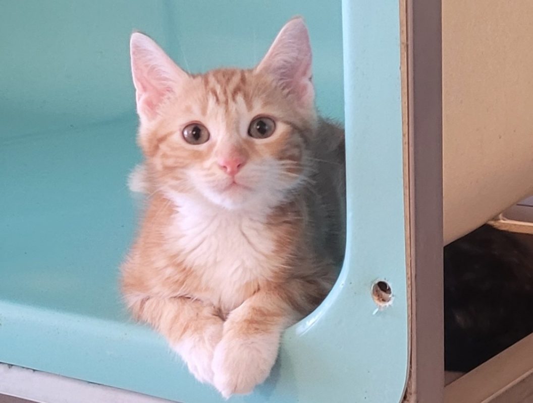 Kirikou - Chat Européen à adopter