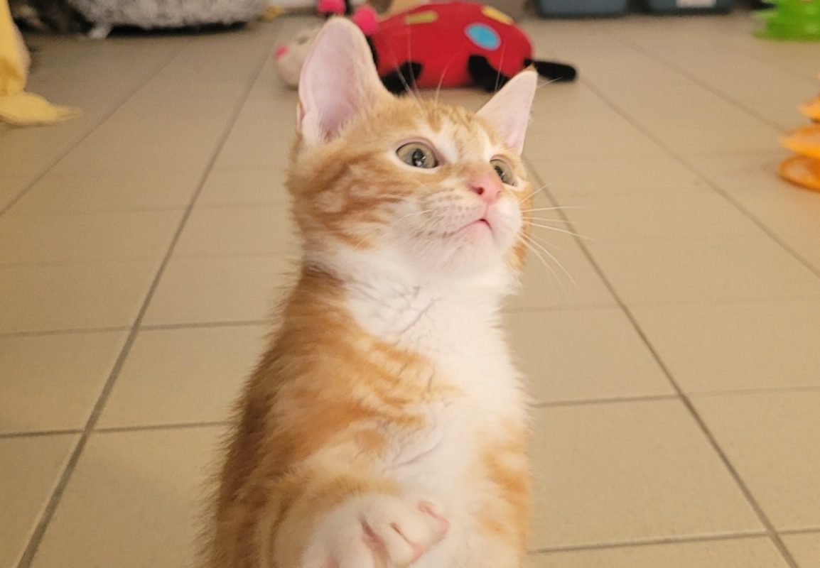 Kirikou - Chat Européen à adopter - photo 2