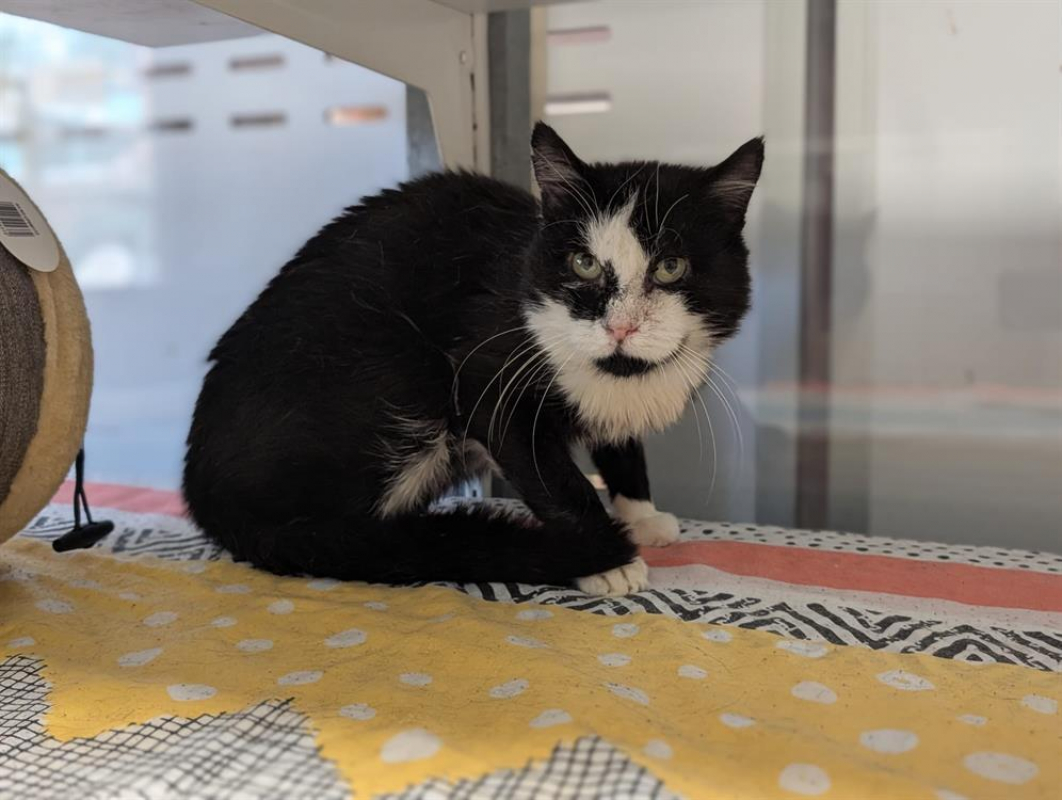 Photo #1 de Fantasio