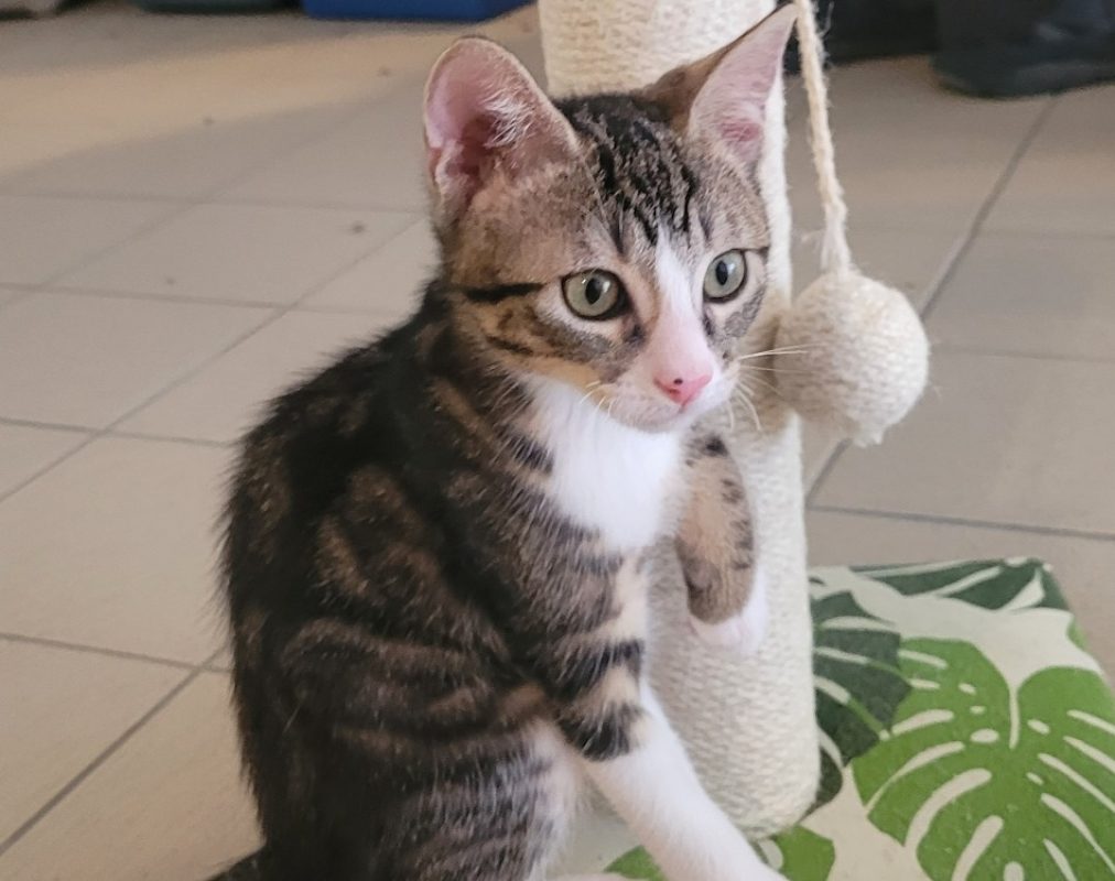 Krusty - Chat Européen à adopter